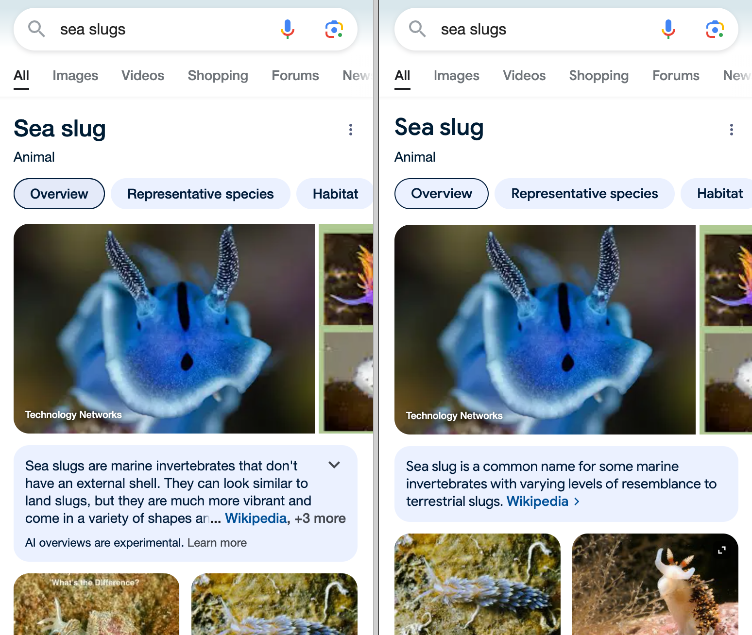 Comparison of Google results for "sea slugs" before and after AI-integration.